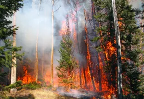 Building Smoke Detectors for the Great Outdoors