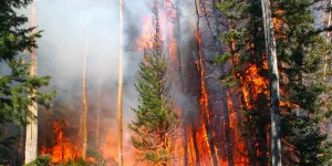 Building Smoke Detectors for the Great Outdoors